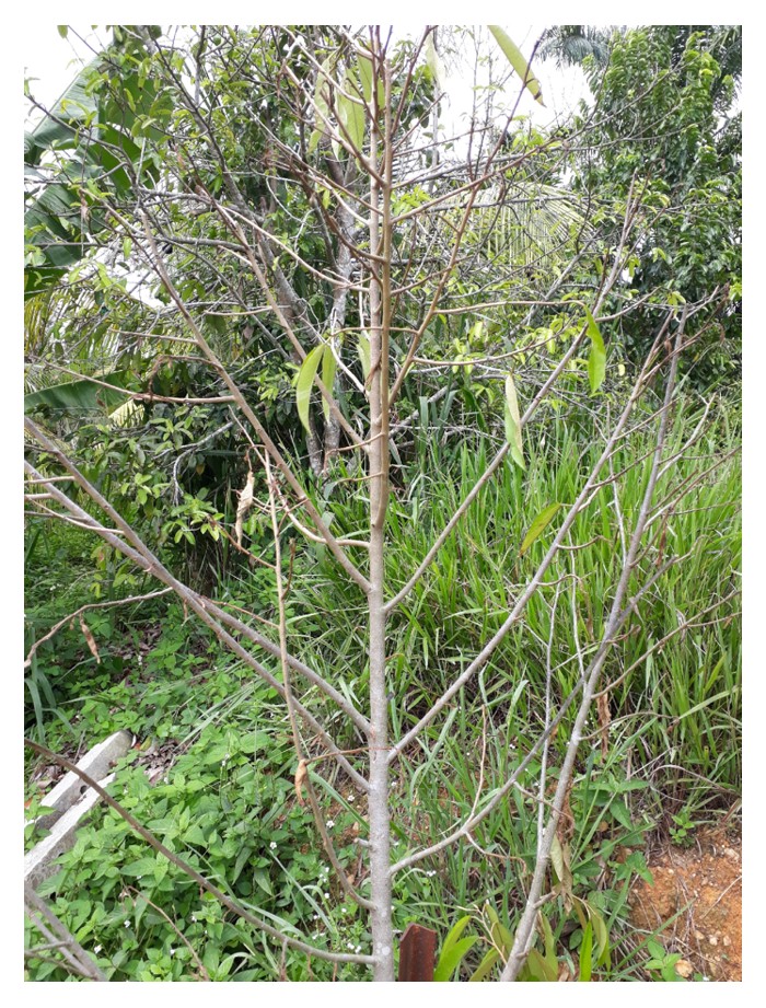 You are currently viewing Apa penyebab kepada gejala “pokok kering tetapi tanah basah” di kebun durian? Apa rawatannya ?