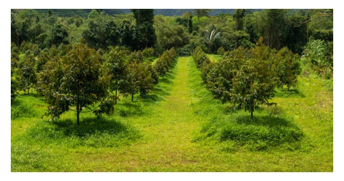 You are currently viewing Kaedah penanaman durian di atas bonggol setinggi 1 – 1.5 kaki hanya sesuai untuk tanah rendah yang berisiko menakung air serta tanah liat?