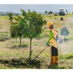 Kenapa durian yang ditanam di tanah mineral biasa tidak sesuai menerap kaedah penanaman secara bonggol ?