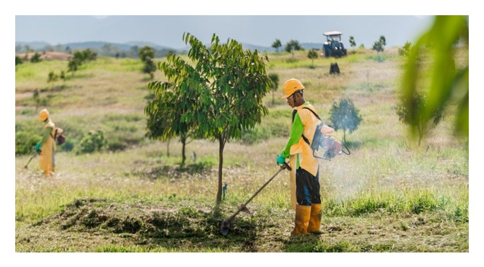 You are currently viewing Kenapa durian yang ditanam di tanah mineral biasa tidak sesuai menerap kaedah penanaman secara bonggol ?