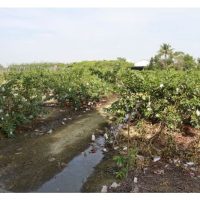 Kenapa kebun jambu batu mengalami keguguran buah besar-besaran? Masalah pendebungaan, bekalan air atau ketidakseimbangan baja?