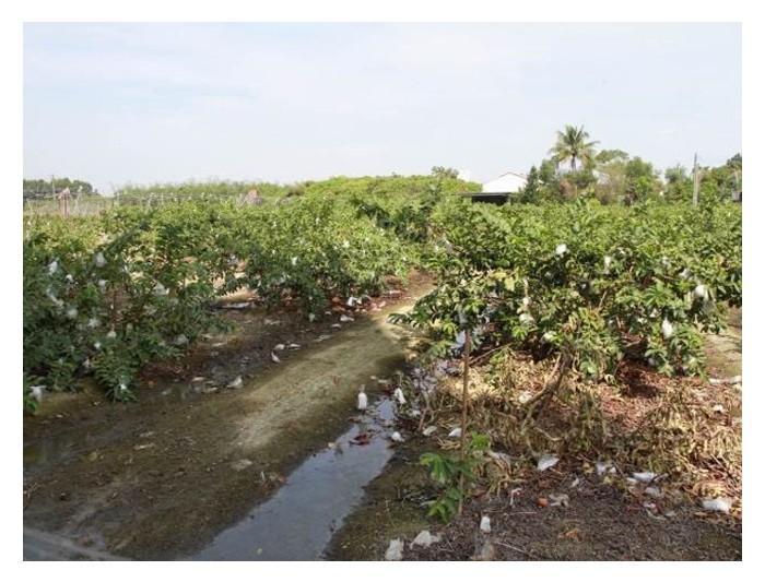 You are currently viewing Kenapa kebun jambu batu mengalami keguguran buah besar-besaran? Masalah pendebungaan, bekalan air atau ketidakseimbangan baja?