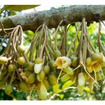 Teknik mengubah genetik (genetically modified organisms, GMO) boleh digunakan untuk merealisasikan proses pendebungaan diri (self-pollination) dalam durian supaya meningkatkan hasil buah ?