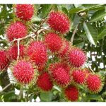 Anggaran hasil dan pulangan (RM) yang boleh diperolehi untuk tanaman rambutan dewasa seluas 2 hektar di Malaysia.