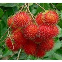 Di Malaysia, mana satu varieti rambutan yang berbaloi untuk ditanam kerana hasil dan cita rasa yang tinggi?