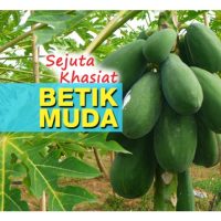 Buah betik muda juga berpotensi komersial? Apa produk boleh dihasikan ?
