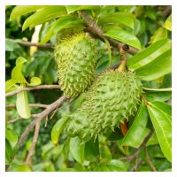 Adakah pendebungan titisan lebih berkesan daripada pendebungaan manual dengan menggunakan berus ke atas pokok durian belanda di Malaysia? Terangkan langkah-langkah kaedah pendebungaan titisan tersebut.