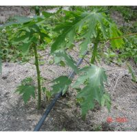 Kini, pekebun betik masih bergantung pada teknik penanaman konvensional iaitu menanam dua atau tiga anak pokok ke dalam setiap lubang dan selepas 3 bulan, hanya pokok hermafrodit (bunganya bujur) dikekalkan. Kononnya pembiakan kultur tisu sudah berjaya menyelesaikan masalah ini dengan penghasilan anak pokok hermafrodit bukan ?