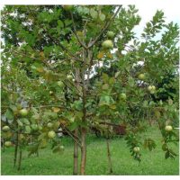 Program lengkap bagi menjana pengeluaran hasil buah jambu batu sepanjang tahun di Malaysia