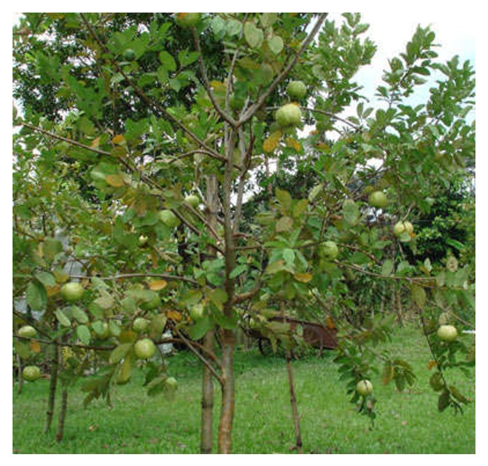 You are currently viewing Program lengkap bagi menjana pengeluaran hasil buah jambu batu sepanjang tahun di Malaysia