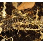 Nematod wujud sebagai salah satu perosak tanah terbesar untuk tanaman jambu batu? Apa solusi untuk masalah ini?