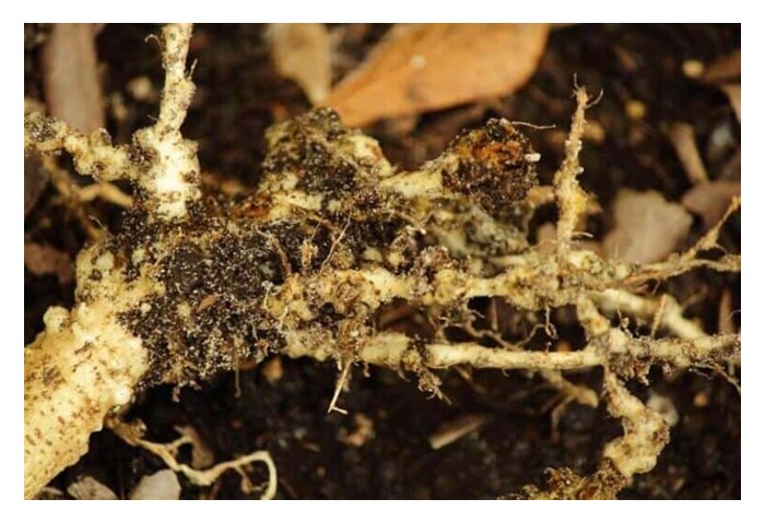 You are currently viewing Nematod wujud sebagai salah satu perosak tanah terbesar untuk tanaman jambu batu? Apa solusi untuk masalah ini?