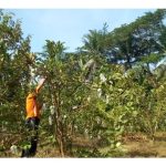 Apa cara standard untuk dipatuhi dalam amalan memangkas pokok jambu batu kerana salah pangkas akan menjejaskan hasil malahan kesihatan pokok?