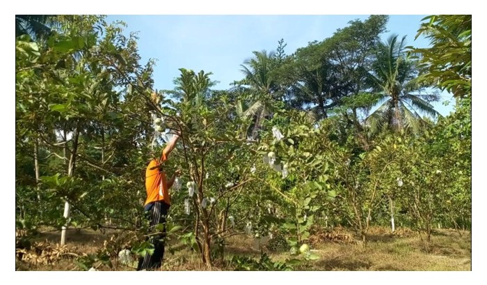 Read more about the article Apa cara standard untuk dipatuhi dalam amalan memangkas pokok jambu batu kerana salah pangkas akan menjejaskan hasil malahan kesihatan pokok?