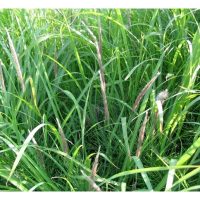 Racun rumpai yang berkesan untuk menghapuskan rumput lalang (Imperata cylindrica) di kebun?