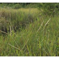 Racun rumpai yang berkesan untuk menghapuskan rumput sarang buaya (Ischaemum timorens) di ladang?