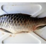 Apa caranya untuk menjayakan penternakan ikan empurau di Malaysia?