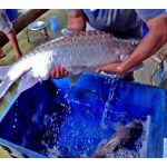 Kos dan kadar pulangan untuk penternakan ikan empurau di kawasan satu ekar di Malaysia dengan sistem ternakan yang optimum