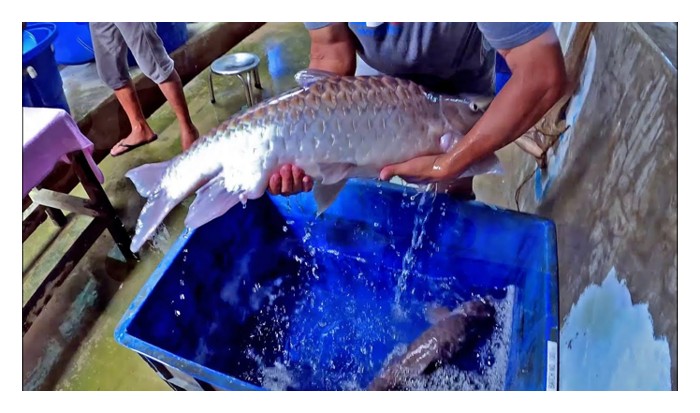 You are currently viewing Kos dan kadar pulangan untuk penternakan ikan empurau di kawasan satu ekar di Malaysia dengan sistem ternakan yang optimum