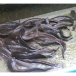 (Kisah Inspirasi) Usaha yang berjaya dalam penternakan ikan keli di Malaysia oleh seorang penternak yang berwibawa.