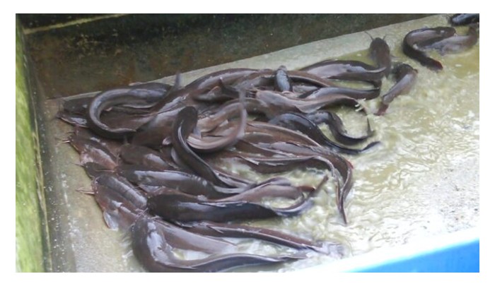 Read more about the article (Kisah Inspirasi) Usaha yang berjaya dalam penternakan ikan keli di Malaysia oleh seorang penternak yang berwibawa.