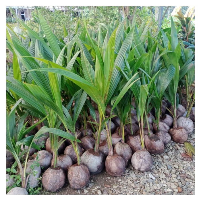 Read more about the article Kenapa anak benih kelapa masih tidak dapat dihasilkan secara kultur tisu sehingga kini?