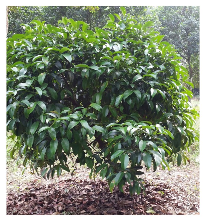 You are currently viewing Adalah anak benih manggis sudah berjaya dihasilkan secara kultur tisu ?