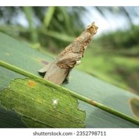 Serangan ulat bungkus (bagworms) di ladang sawit adalah disebabkan ekosistem tidak seimbang?