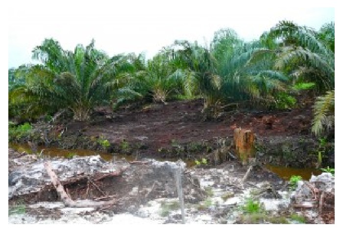 Read more about the article Meneroka tanah gambut untuk penanaman sawit akan membebaskan kuantiti karbon (khususnya Co2) yang banyak selanjutnya meningkat suhu global, bagaimana menyelesaikan masalah ini ?