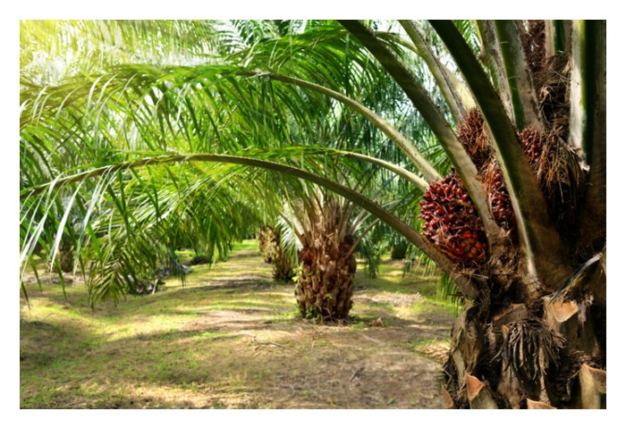 You are currently viewing Berapa kos untuk memulakan tanaman sawit per hektar di Malaysia dengan mengambil kira belian bahan tanaman DxP bermutu (anggaran RM20/pokok) serta kos seluruhan lain supaya mengelak dari sumber kewangan putus sebelum mula mengutip hasil?