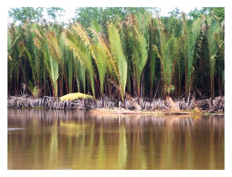 Read more about the article Tanaman sagu tumbuh terus-menerus melalui sulurnya justeru mengurangkan kos tanam semula?