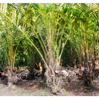 Negara mana yang mengusahakan tanaman salak secara besar-besaran di dunia? Mungkinkah tanaman ini dipopularkan di Malaysia oleh kerana buah yang unik?