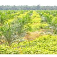 Mempercepatkan kadar tanam semula sawit iaitu menggantikan pokok tua dengan anak benih baka terkini yang sudah memiliki indeks tandan mayang betina yang tinggi akan membolehkan kutipan hasil berganda nanti?