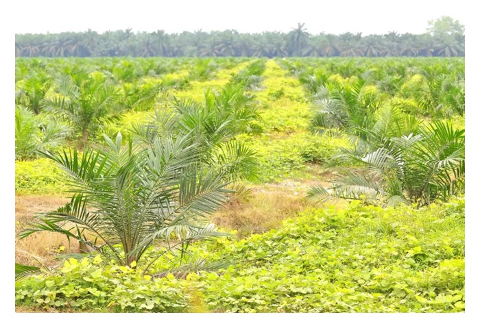 You are currently viewing Mempercepatkan kadar tanam semula sawit iaitu menggantikan pokok tua dengan anak benih baka terkini yang sudah memiliki indeks tandan mayang betina yang tinggi akan membolehkan kutipan hasil berganda nanti?