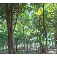 Perladangan karas untuk pengembangan industri gaharu di Malaysia belum matang justeru kurang minat dari petani untuk mrnceburi selain risikonya pun tinggi ?
