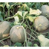 Penanaman melon wangi ke arah kejayaan