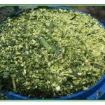 Panduan Menghasilkan Silaj Daripada Ketum Ayam (Trichanthera Gigantea)