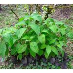 Huraian lengkap mengenai kos penanaman dan kadar pulangan bagi tanaman ketum ayam (Trichanthera gigantea) di Malaysia dalam keluasan satu hektar