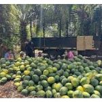 Bagaimana FAMA di Malaysia membantu petani memasarkan hasil pertanian mereka di pasaran tempatan serta pasaran eksport ?