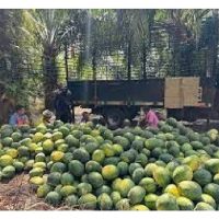 Bagaimana FAMA di Malaysia membantu petani memasarkan hasil pertanian mereka di pasaran tempatan serta pasaran eksport ?