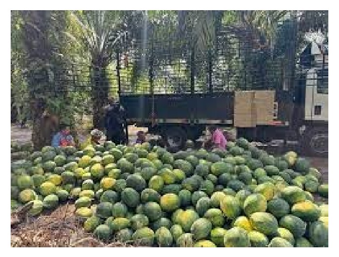 Read more about the article Bagaimana FAMA di Malaysia membantu petani memasarkan hasil pertanian mereka di pasaran tempatan serta pasaran eksport ?