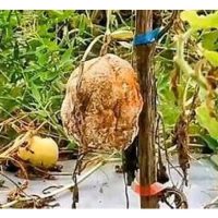  CERITA MOTIVASI: Ladang Yang Hilang