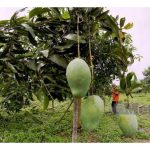 Nutrien selain boleh meningkatkan produktiviti tanaman, ia juga berfungsi mengawal serangga perosak dan penyakit?