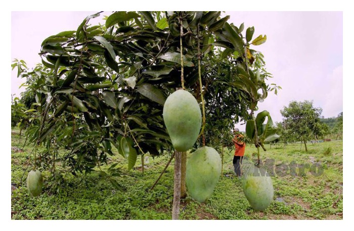 You are currently viewing Nutrien selain boleh meningkatkan produktiviti tanaman, ia juga berfungsi mengawal serangga perosak dan penyakit?
