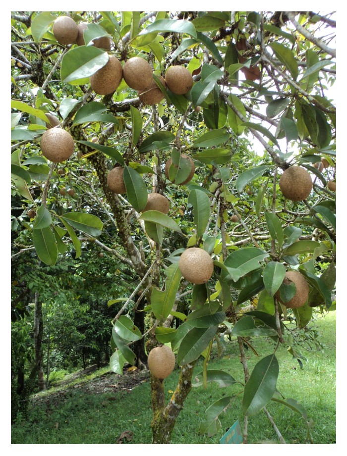 Read more about the article Kaedah pembajaan secara membenam atau menanam kebiasaan dilakukan atas sebab bentuk muka bumi dan bukan untuk mendapat kesan tumbesaran dan hasil tanaman yang lebih tinggi?