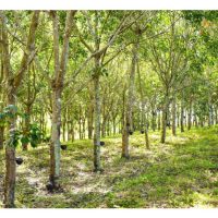 Kenapa keperluan nutrien untuk pokok getah tidaklah tinggi ?