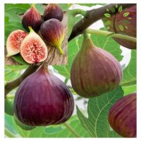 Panduan lengkap menanam pokok buah ara secara komersial di Malaysia