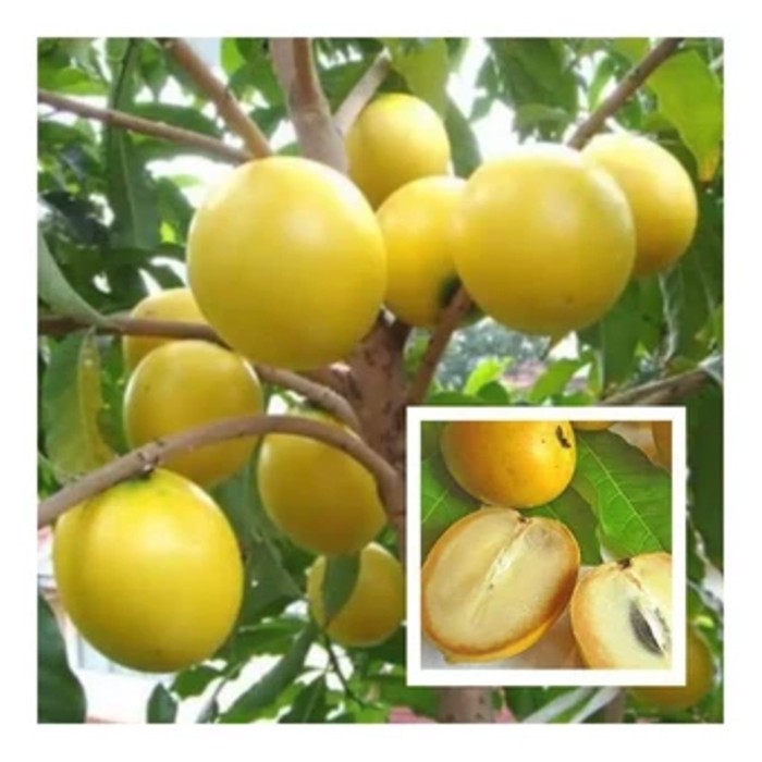 You are currently viewing Buah abiu yang berasal dari Amerika Latin kini sudah mula ditanam di Johor Selatan. Beri perincian mengenai ciri-ciri buah ini, cita rasa buah, teknik penanaman dan potensi hasilnya.