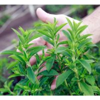 Stevia ialah sumber gula semula jadi yang digemari ramai, namun kenapa tanaman ini kurang diusahakan di Malaysia?