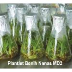 Kultur tisu untuk nanas MD2 sudah berjaya dikomersialkan di Malaysia dan mampu menggantikan bahan tanaman sulur tanpa menjejaskan ciri-ciri asalnya ?